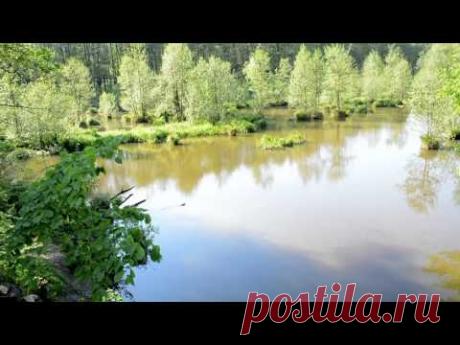 Лесное озеро - YouTube