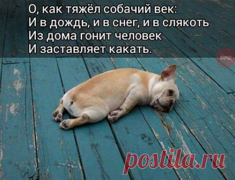 Моя мопсина