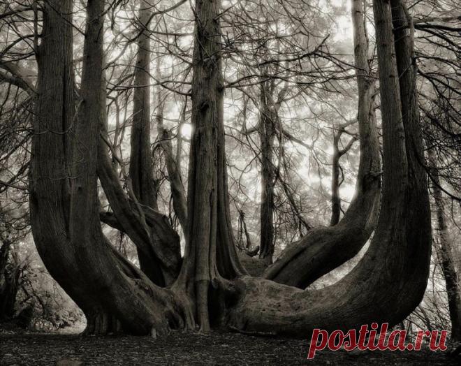 Женщина посвятила жизнь фотографированию самых старых деревьев в мире