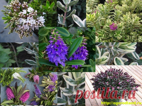 Хебе – вечнозеленый кустарник. Выращивание и уход за хебе