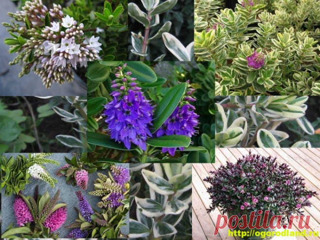 Хебе – вечнозеленый кустарник. Выращивание и уход за хебе