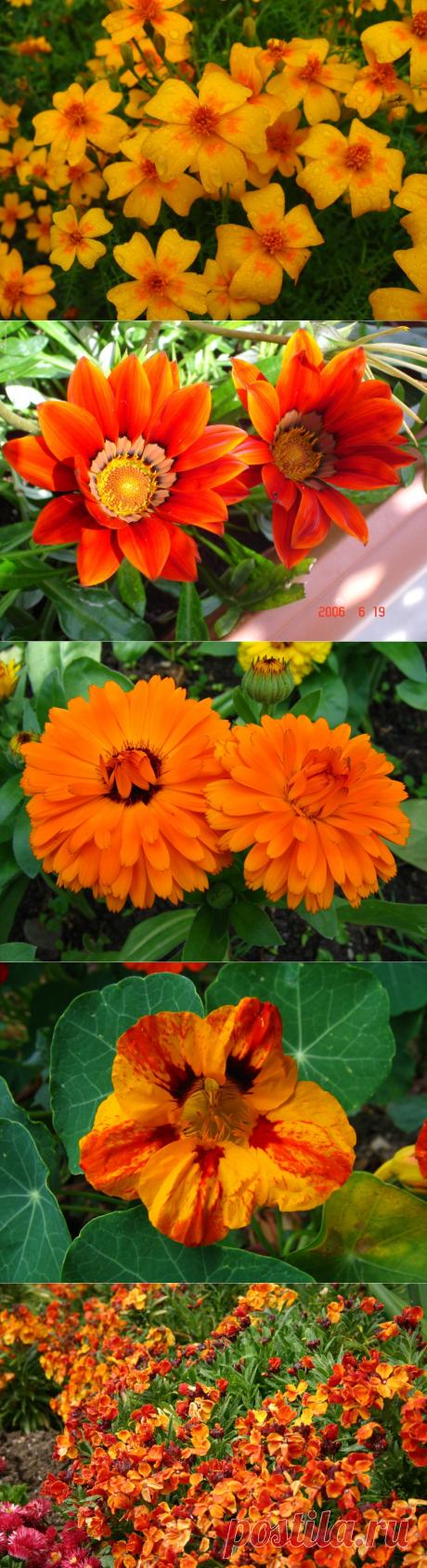 Лечебная цветотерапия на даче: второй мазок – оранжевый.Оранжевый цвет пробуждает духовность, восстанавливает нервную и мышечную ткань, регулирует обменные процессы, улучшает работу эндокринных желез, дыхательной, мочеполовой, пищеварительной системы, усиливает сексуальность, действует омолаживающе и др. Однако, переизбыток данного цвета может вызвать перегрев организма.