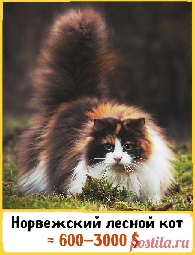 САМЫЕ ДОРОГИЕ ПОРОДЫ ДОМАШНИХ КОШЕК