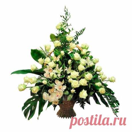 Заказать Афродита c доставкой по Краснодару