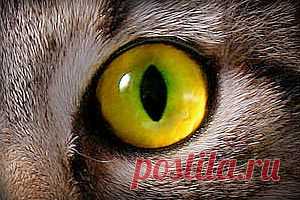 Тайная жизнь кошек | Энциклопедия Кругосвет
Куда уходят кошки, которых вы выпускаете гулять? Или чем занимаются бродячие кошки целыми днями? Ученые из Иллинойса пытались ответить на эти вопросы в течение двух последних лет. В эксперименте принимали участие десятки кошек, как домашних, с радио-маячками на ошейниках, так и уличных, бродячих котов и кошек.