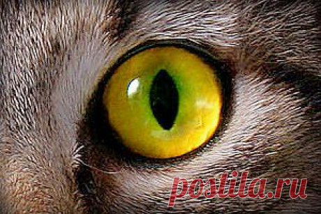 Тайная жизнь кошек | Энциклопедия Кругосвет
Куда уходят кошки, которых вы выпускаете гулять? Или чем занимаются бродячие кошки целыми днями? Ученые из Иллинойса пытались ответить на эти вопросы в течение двух последних лет. В эксперименте принимали участие десятки кошек, как домашних, с радио-маячками на ошейниках, так и уличных, бродячих котов и кошек.