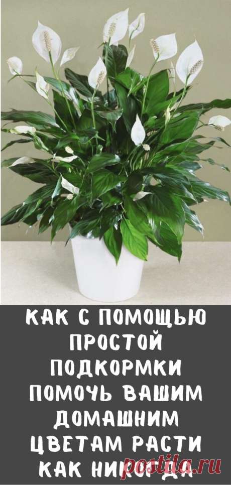 Как с помощью простой подкормки помочь вашим домашним цветам расти как никогда