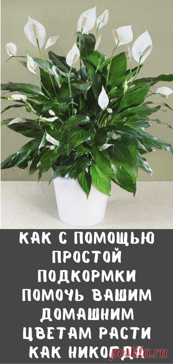 Как с помощью простой подкормки помочь вашим домашним цветам расти как никогда