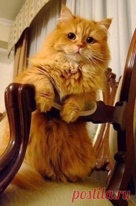 Муркотик