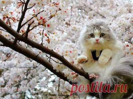 (75) Одноклассники