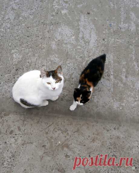 просто котята