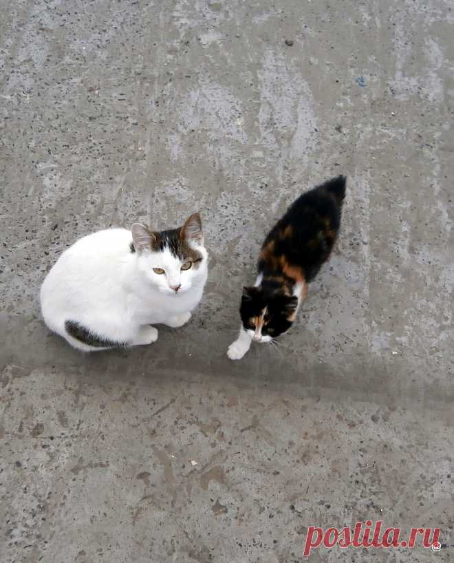 просто котята