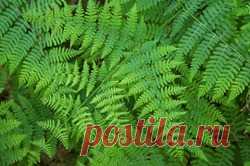 Папоротники для участка: орляк обыкновенный - папоротник, орляк, орляк обыкновенный