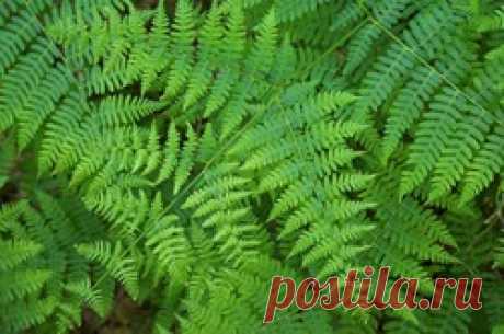 Папоротники для участка: орляк обыкновенный - папоротник, орляк, орляк обыкновенный