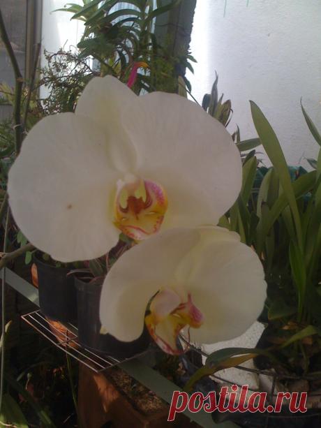 Orquidea