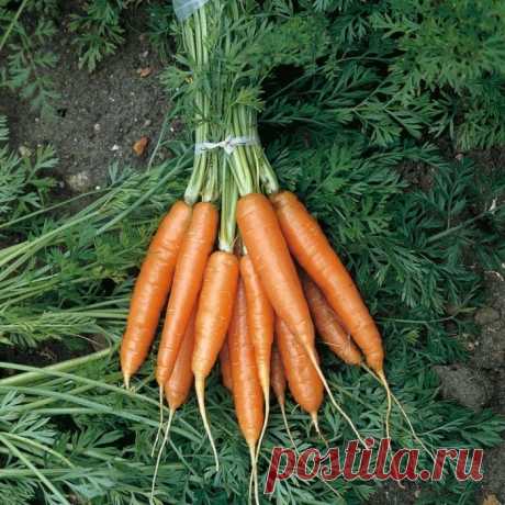 ПОСЕВ МОРКОВИ ПОД ЗИМУ