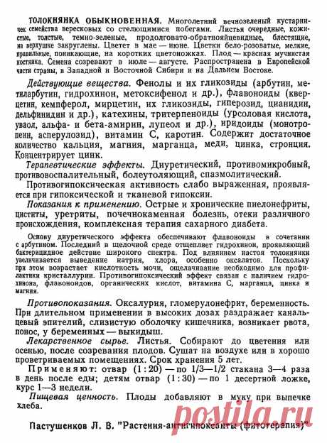 Толокнянка обыкновенная