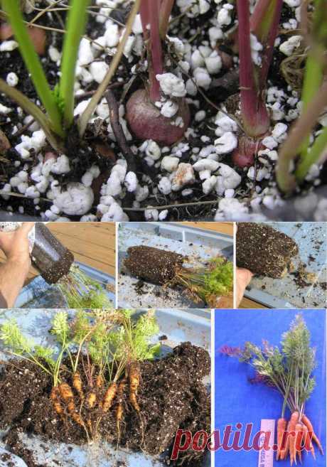 Бутылка из-под газировки морковь: очень маленький огород | Ваш маленький огородик