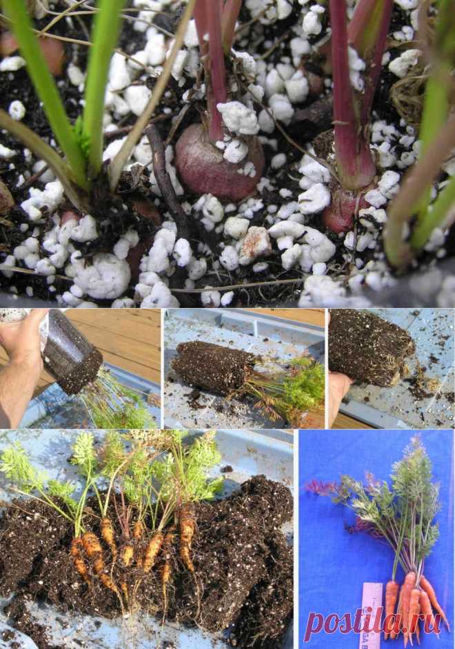 Бутылка из-под газировки морковь: очень маленький огород | Ваш маленький огородик