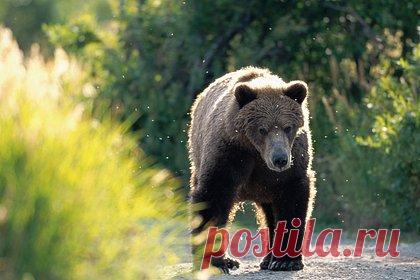 Медведь пробежался по центру российского города, испугался самокатчика и попал на видео