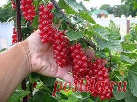 (3) Одноклассники