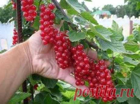 (3) Одноклассники