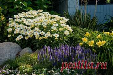 Ромашка посадка и уход