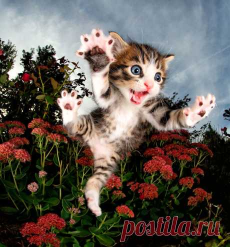 Прыгучие котята от фотографа Сета Кастила, которые поднимут настроение кому угодно