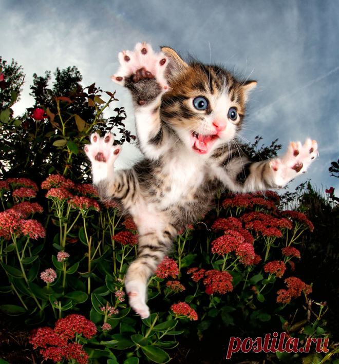 Прыгучие котята от фотографа Сета Кастила, которые поднимут настроение кому угодно