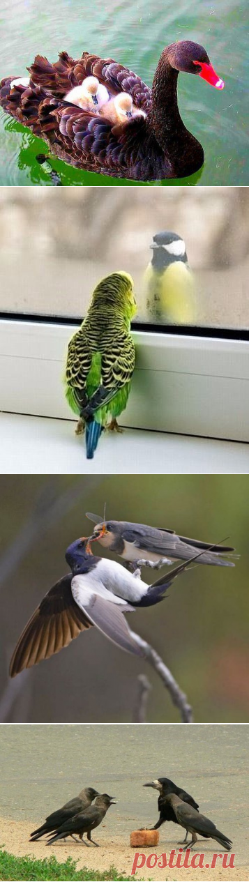 Из жизни птиц - Садоводка