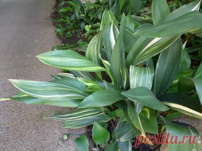 Эффективное_средство_первой_помощи_при_головной_и_зубной_боли Народная медицина — рецепты, советы, способы, cекреты и народные средства.