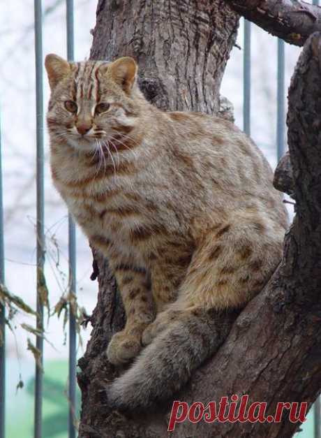 Перед вами амурский лесной кот. Листаем дальше.