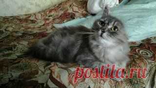 Приговоренная кошка Марта. Ребята, будем жить!