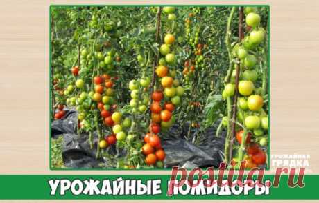 УРОЖАЙНЫЕ ПОМИДОРЫ
Советы для будущих урожаев.
Далее текст автора. Этот рецепт для российского климата, кто проживает в более южном климате –сроки посадки помидор, конечно же, смещаются на более ранние сроки. А в остальном рецепт очень полезный, так же необычное решение выращивать помидоры на пленке, как, например, клубнику. Надо попробовать. Особенно это актуально для тех, у кого полив – проблема, а вырастить помидоры очень-очень хочется.
• Сорт помидоров называется ТОРНАДО, мне нравится это