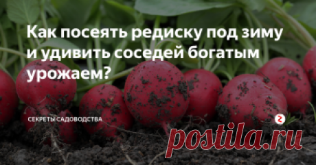 Как посеять редиску под зиму и удивить соседей богатым урожаем? Необычный способ, услышала: захотела попробовать!