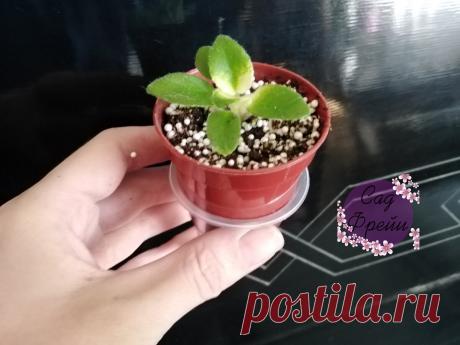 Теперь сажаю фиалки «на фитиль»: быстрее растут и прекрасно цветут. Делюсь тонкостями, как сделать правильно. Знать бы раньше! | Сад Фрейи | Яндекс Дзен