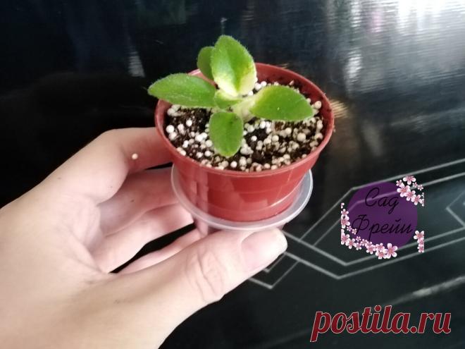 Теперь сажаю фиалки «на фитиль»: быстрее растут и прекрасно цветут. Делюсь тонкостями, как сделать правильно. Знать бы раньше! | Сад Фрейи | Яндекс Дзен