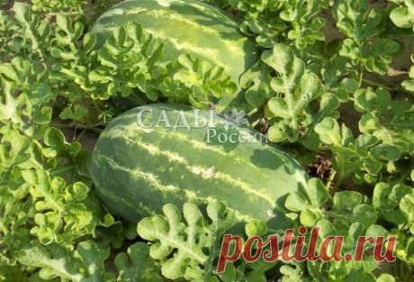 Арбузы Волжанин F1 - Арбузы - Семена - Саженцы и семена почтой от НПО Сады России (Сад и огород). Интернет-магазин посадочного материала.