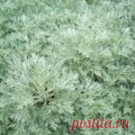 Полезные свойства полыни  
Полынь используется в народной медицине на протяжении многих лет. Еще с давних времен известен тот факт, что полынь помогает в лечении самых страшных болезней, а потому эта трава очень ценится.
Ка…