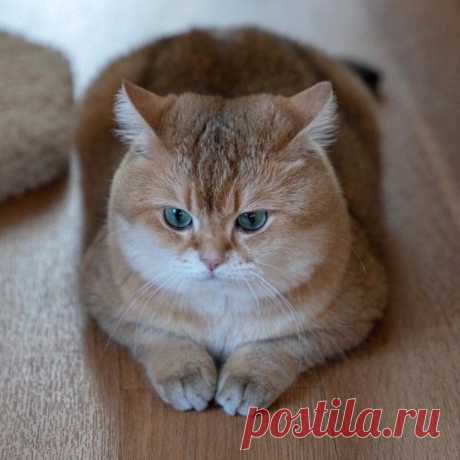 Пять самых плюшевых котиков инстаграма :3