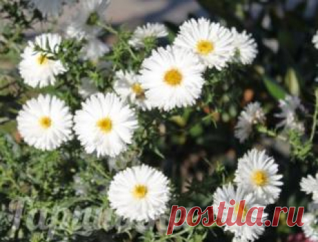 Астра новобельгийская White Ladies | Интернет-магазин садовых растений