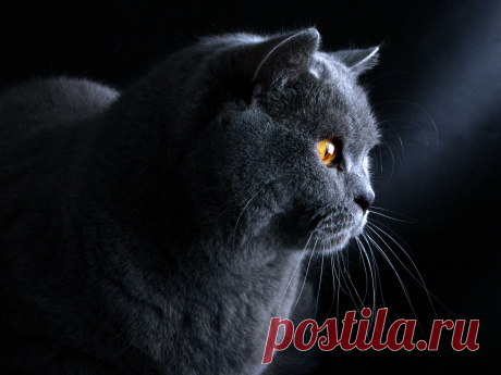 мой любимый котэ