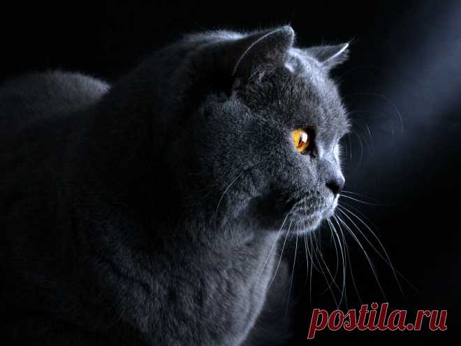мой любимый котэ