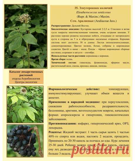 Элеутерококк колючий