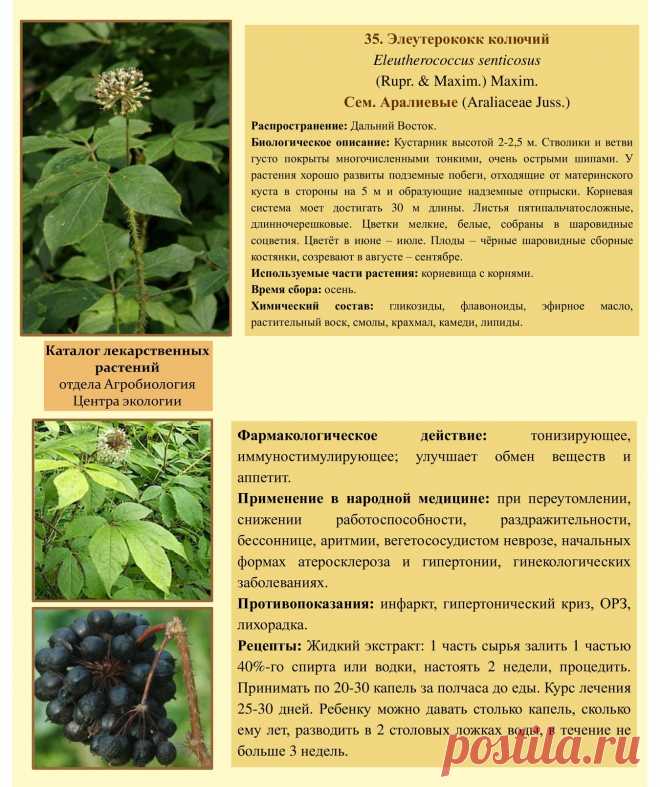 Элеутерококк колючий