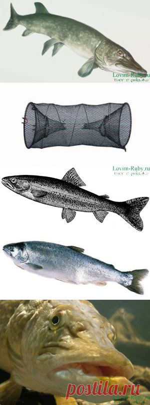 2 интересных способа ловли щуки на натуральную приманку | НА РЫБАЛКУ !!!!