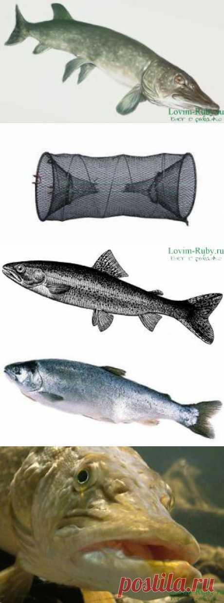 2 интересных способа ловли щуки на натуральную приманку | НА РЫБАЛКУ !!!!