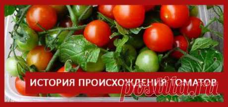 Маринование огурцов и томатов - TEPLICHNIKI.RU | ВЫРАЩИВАНИЕ ОГУРЦОВ И ТОМАТОВ В ТЕПЛИЦЕ