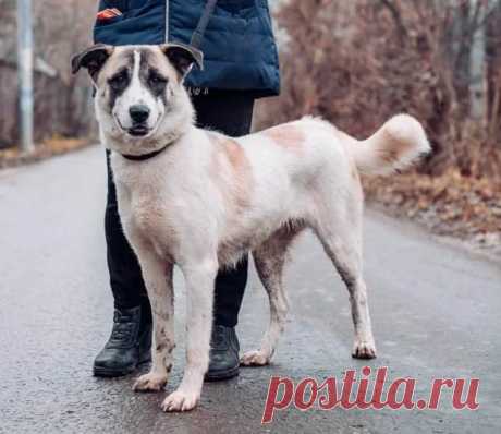 Красавица и умница Ника ищет семью. Москва и МО! – "ЗВЕЗДЫ В ЗАЩИТУ ЖИВОТНЫХ", пользователь Арина Алексеева | Группы Мой Мир