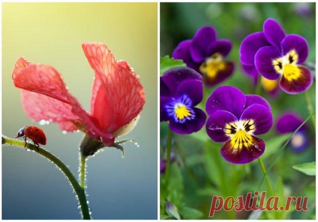 Какие цветы нельзя сажать рядом – Душистый горошек слева и виола справа

Близкое соседство душистого горошка и виолы (анютины глазки) может оказаться фатальным для последней из-за того, что душистый горошек негативно влияет на ее рост.